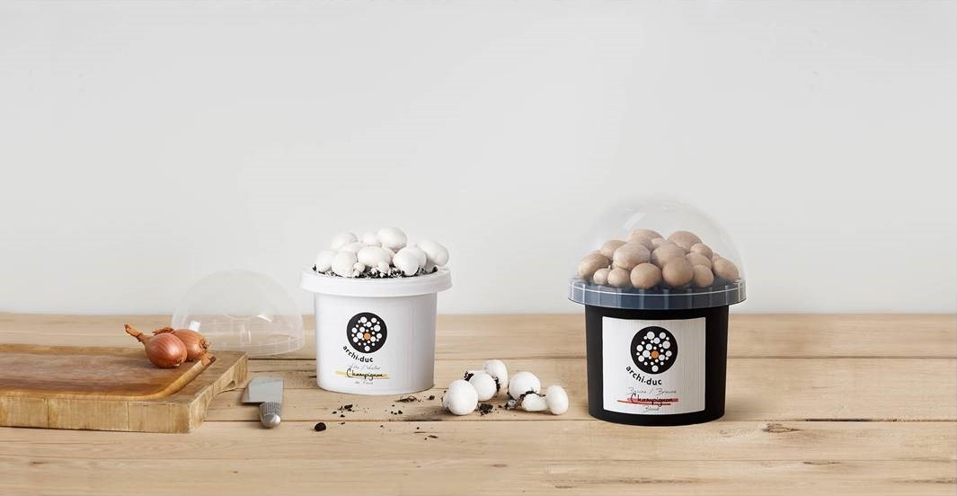 Witte en bruine Archiduc-champignonkits met verse champignons op een houten tafel