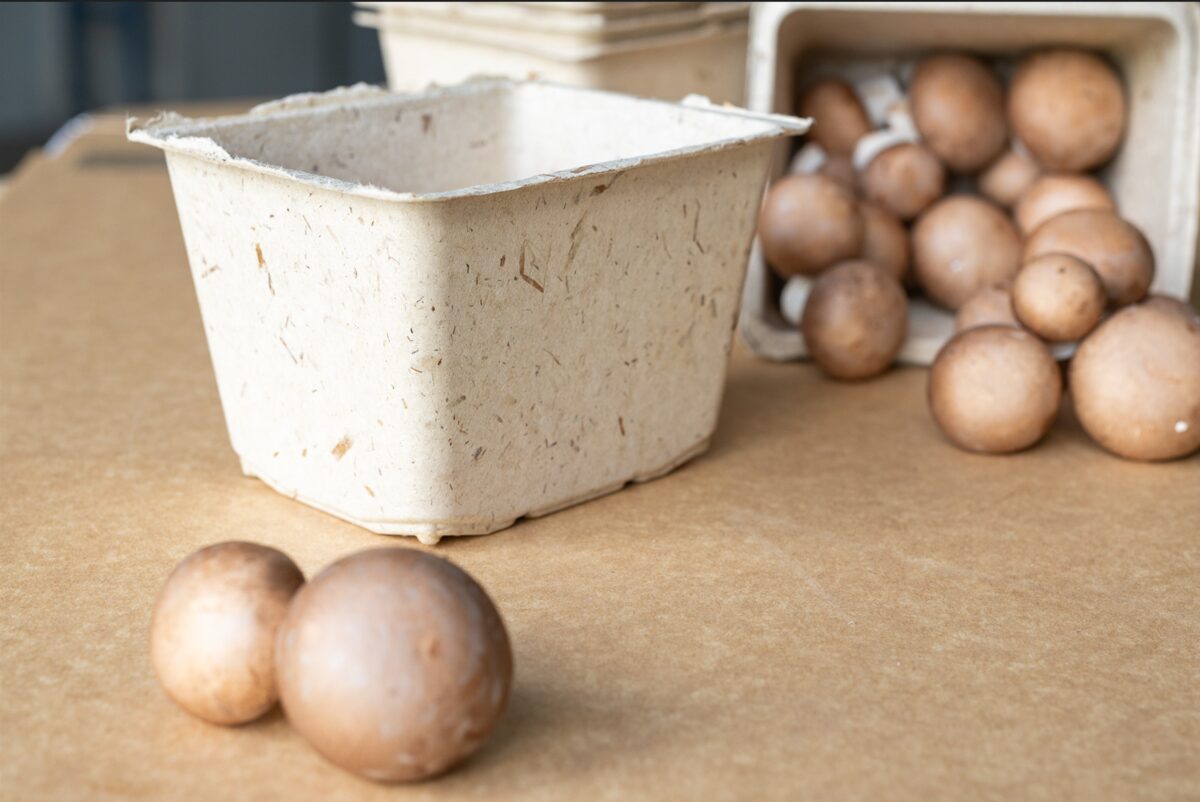 Bruine champignons naast een Compack-verpakking uit champost en papierpulp