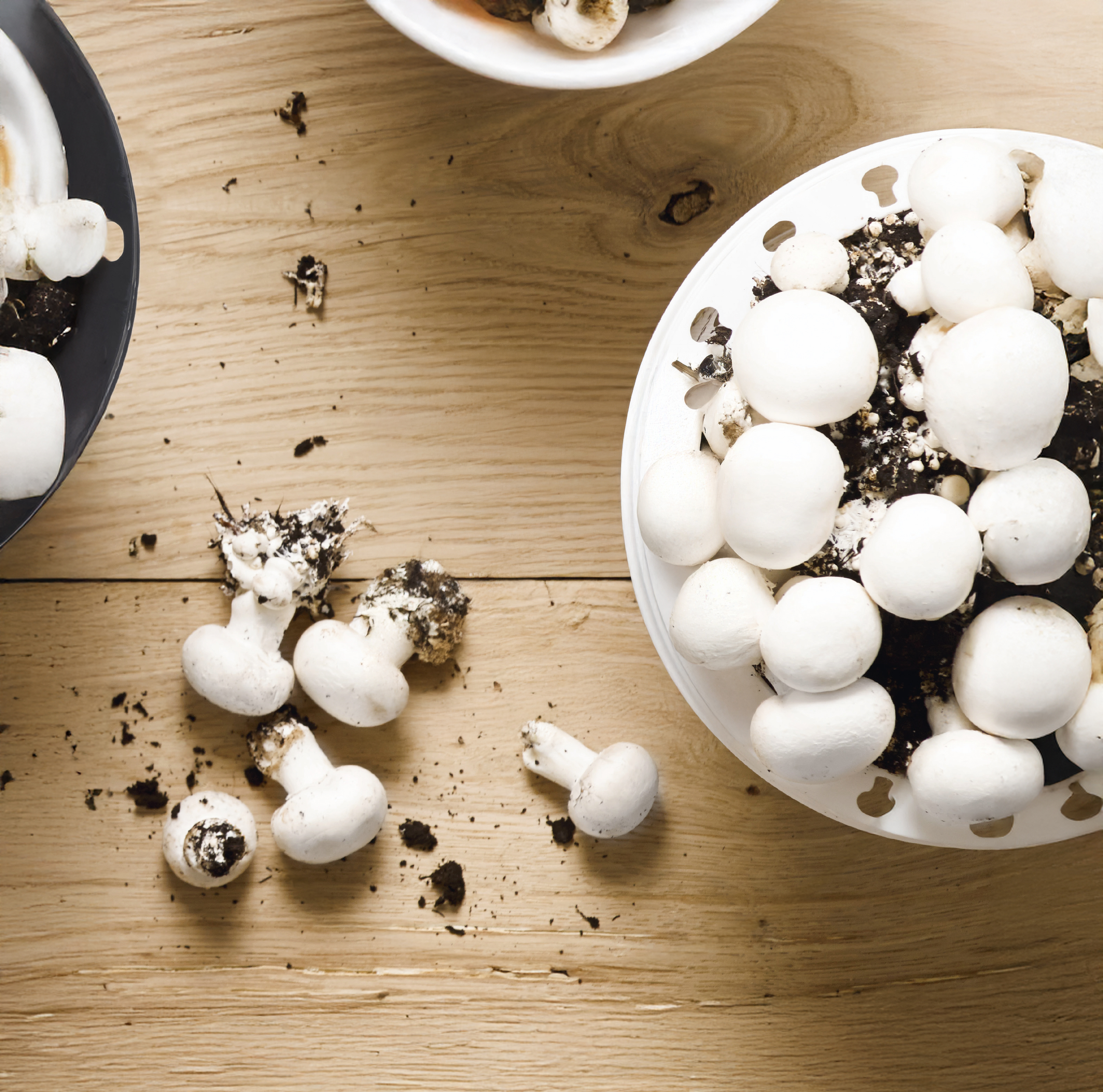Witte en bruine champignons in volle groei in Archiduc-potten