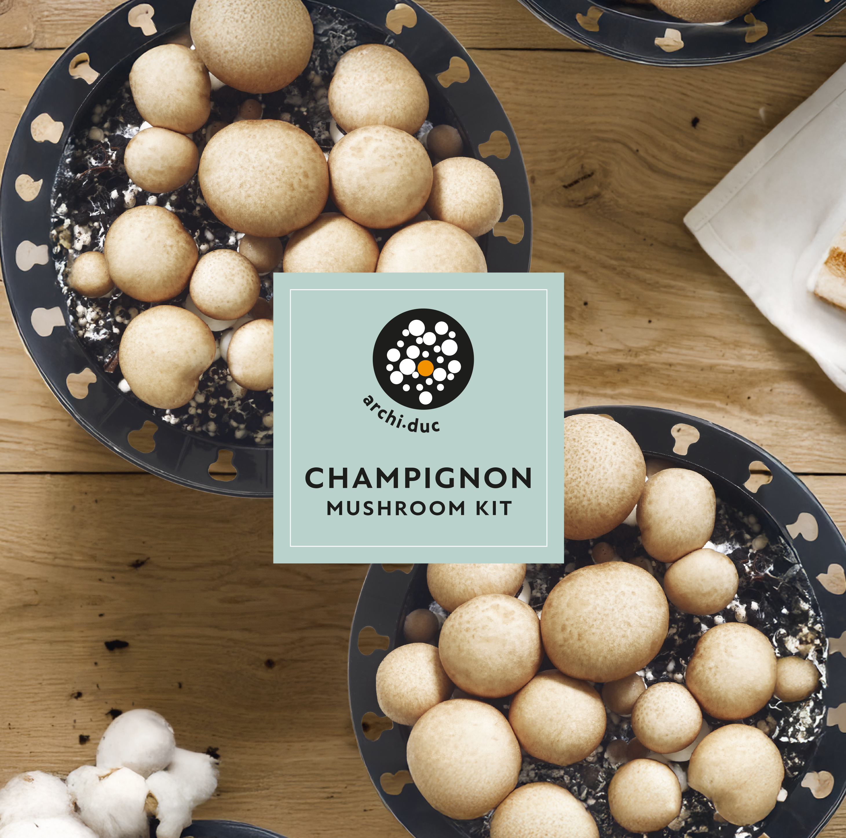 Brown Champignon Mushroom Kit
